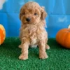 POODLE (TOY) PUPPY FOR SALE