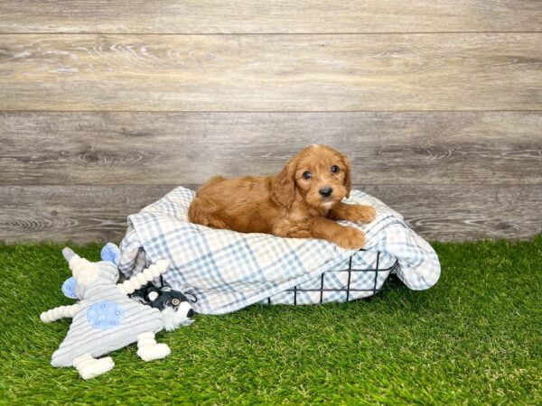 CAVAPOO PUPPY FOR SALE