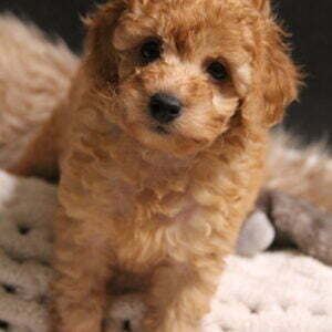 TOY POODLE PUPPIES FOR SALE