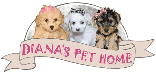 MONTE – MALTESE PUPPY FOR SALE - DIANA'S PET HOME