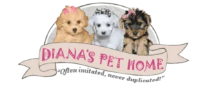 Why Buy a Maltese Puppy From Diana's Pet Home