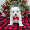 PENNY - MALTESE PUPPY FOR SALE