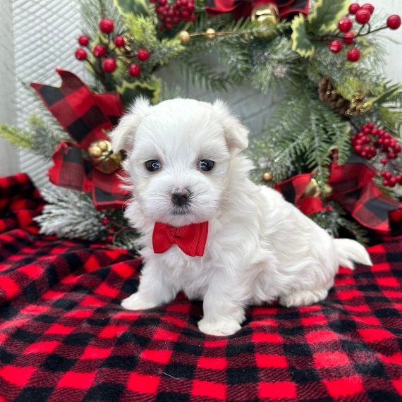 PENNY - MALTESE PUPPY FOR SALE