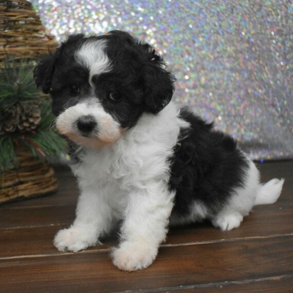 PIXIE - MALTIPOO PUPPY FOR SALE
