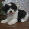 PIXIE - MALTIPOO PUPPY FOR SALE