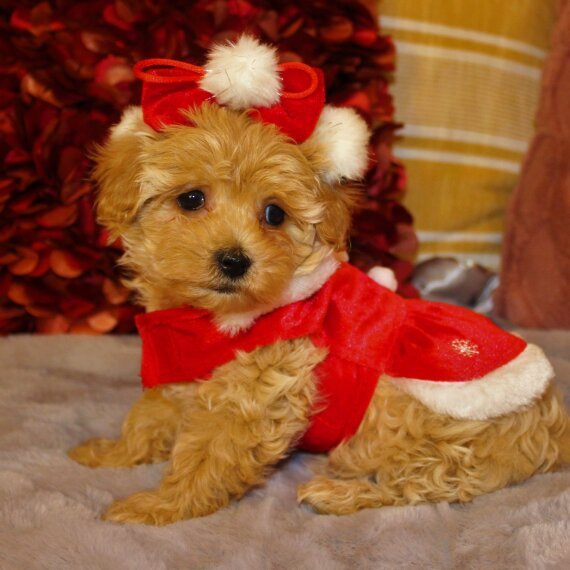 IVY - MALTIPOO PUPPY FOR SALE