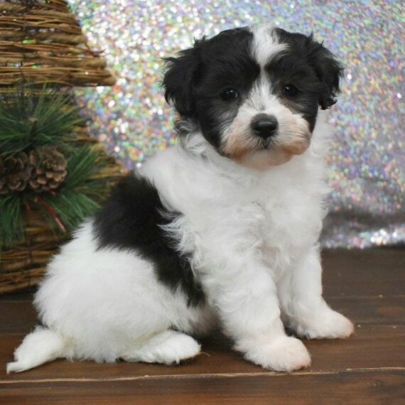 ABBY - MALTIPOO PUPPY FOR SALE