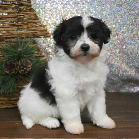 ABBY - MALTIPOO PUPPY FOR SALE