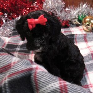 ADORABLE ACE - CUTE CAVAPOO PUPPY FOR SALE