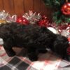 ADORABLE ACE - CUTE CAVAPOO PUPPY FOR SALE