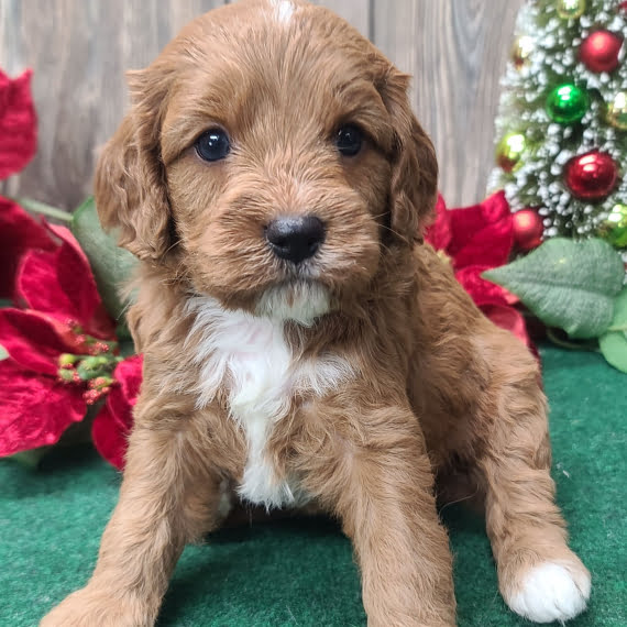 LUCKY - CAVAPOO PUPPY FOR SALE