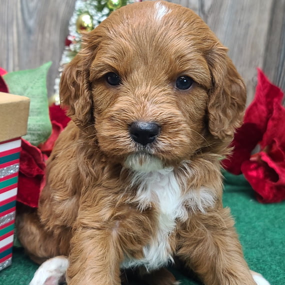 LUCKY - CAVAPOO PUPPY FOR SALE