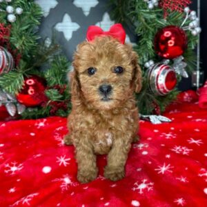CHEWY - CAVAPOO PUPPY FOR SALE