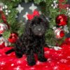 Deep Red Cavapoo Puppies For Sale
