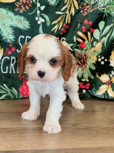 CHARLES - TOY CAVALIER KING CHARLES SPANIEL FOR SALE