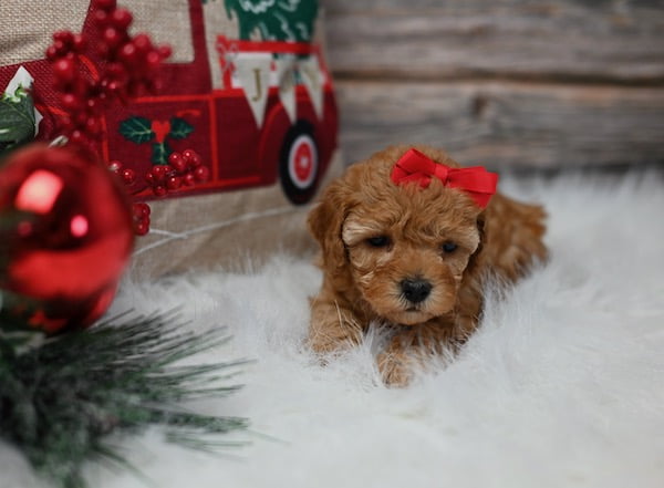 DOLLY - (TOY) POODLE PUPPY
