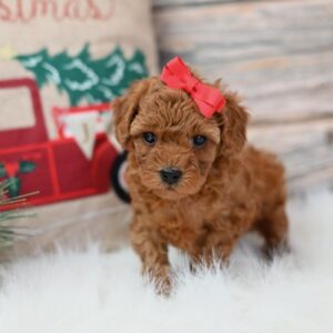 LILLY - (TOY) POODLE PUPPY