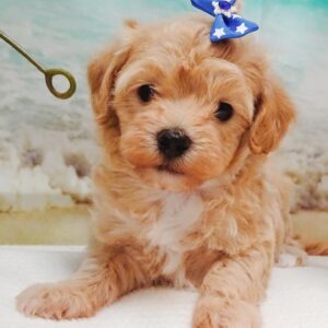 Maltipoo Puppy For Sale UK