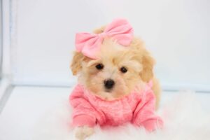 Diane Maltipoo Puppy Sale Florida