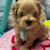 Maltipoo puppy for adoption