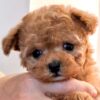 Poodle Purebred Puppy For Sale Ontario