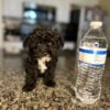 Toy Poodle Puppies For Sale Near Me