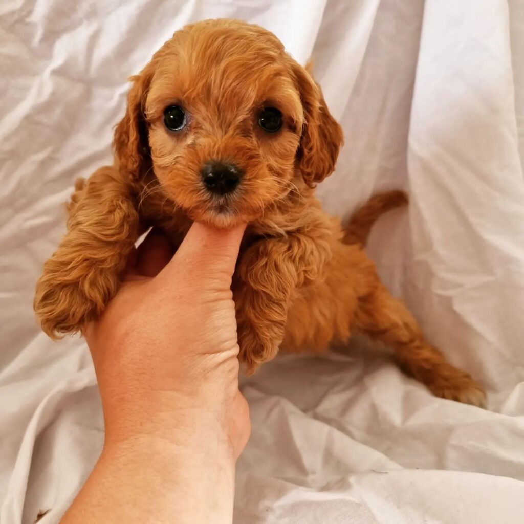 Mini Cavapoo Puppy For Sale
