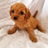 Fulton Mini Cavapoo Puppy For Sale