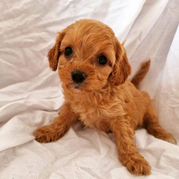 Fulton Mini Cavapoo Puppy For Sale
