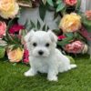 AALIYAH - MALTESE PUPPY FOR SALE
