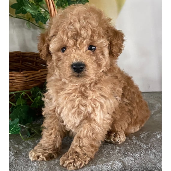 BALI - POODLE PUPPY FOR SALE