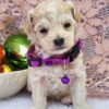 LEWIS - MALTIPOO PUPPY FOR SALE