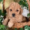 TIG - POODLE PUPPY FOR SALE
