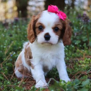 YONA - CAVAPOO PUPPY FOR SALE