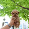 GRAYSON - TEACUP MALTIPOO PUPPY FOR SALE