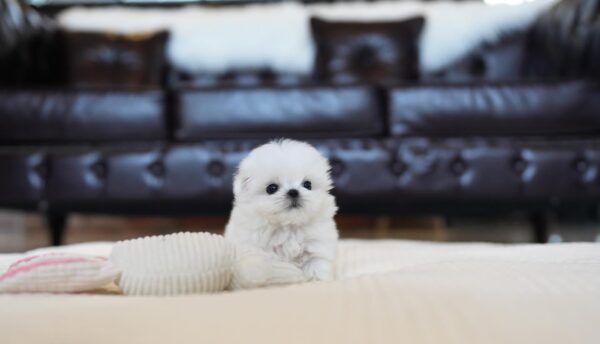 KASHMERE - TEACUP MALTESE PUPPY FOR SALE