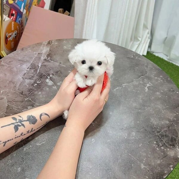 ROBIN - TEACUP MALTESE PUPPY FOR SALE