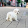 SPICE - TEACUP MALTIPOO PUPPY FOR SALE