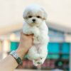 SPICE - TEACUP MALTIPOO PUPPY FOR SALE