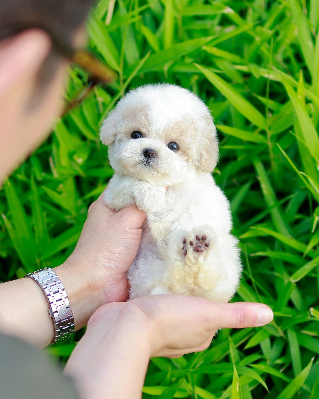 SPICE TEACUP MALTIPOO PUPPY FOR SALE DIANA'S PET HOME