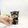 ACADIA - TEACUP YORKIE PUPPY FOR SALE