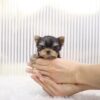 ACADIA - TEACUP YORKIE PUPPY FOR SALE