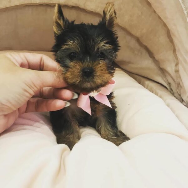 AMINO - TOY YORKIE PUPPY FOR SALE
