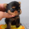 AUDI - TOY YORKIE PUPPY FOR SALE