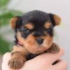 AUDI - TOY YORKIE PUPPY FOR SALE