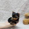 GRACE - TEACUP YORKIE PUPPY FOR SALE