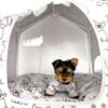 ROSE - TEACUP YORKIE PUPPY FOR SALE