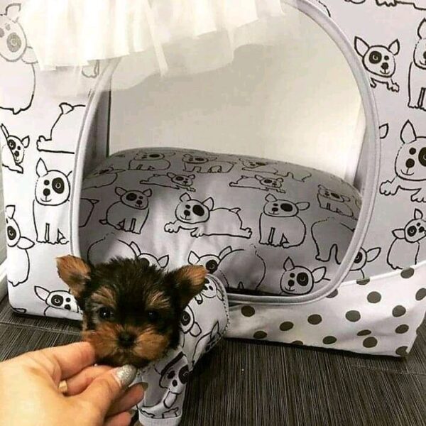 ROSE - TEACUP YORKIE PUPPY FOR SALE
