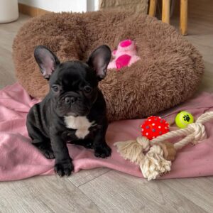 BLUEBERRY - FRENCH BULLDOG PUPPY FOR SALE