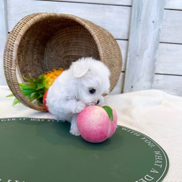 CALLIE - MALTESE PUPPY FOR SALE FOR SALE